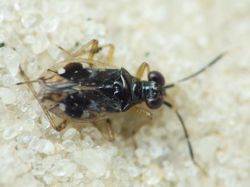 Chartoscirta elegantula (Fallén, 1807)